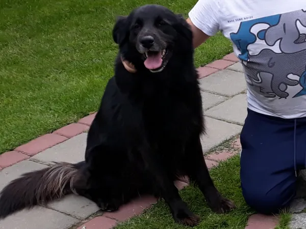 Zaginął pies, województwo łódzkie, 24 maja 2022