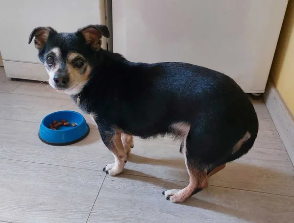 Zaginął pies, Ciechanów, 25 maja 2022