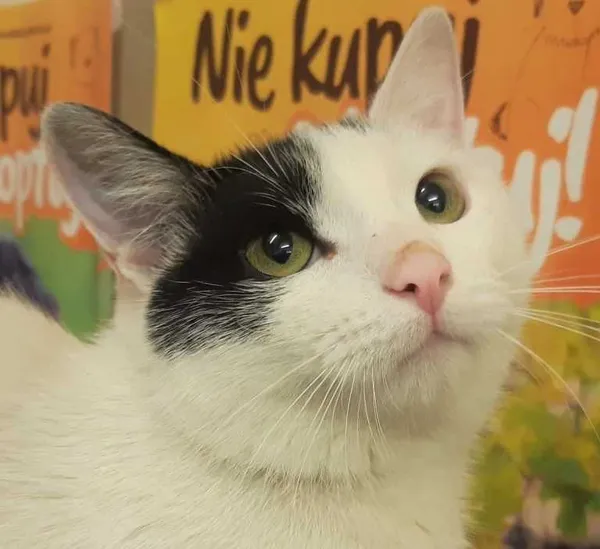 Oddam kota, Ligota Łabędzka, 16 lutego 2022