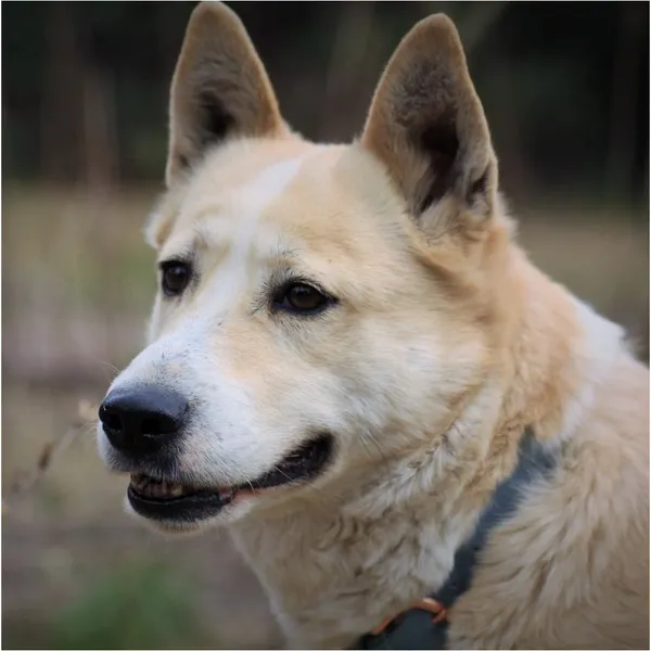 Znaleziono psa, Białystok, 6 lutego 2021 (1/3)