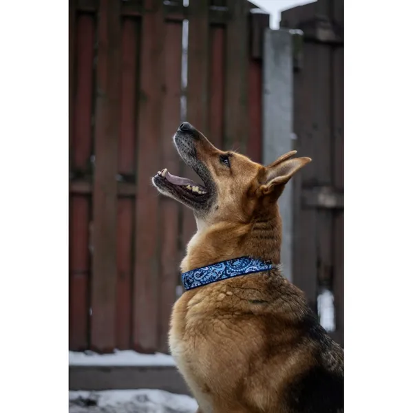 Znaleziono psa, Białystok, 14 czerwca 2021 (3/3)