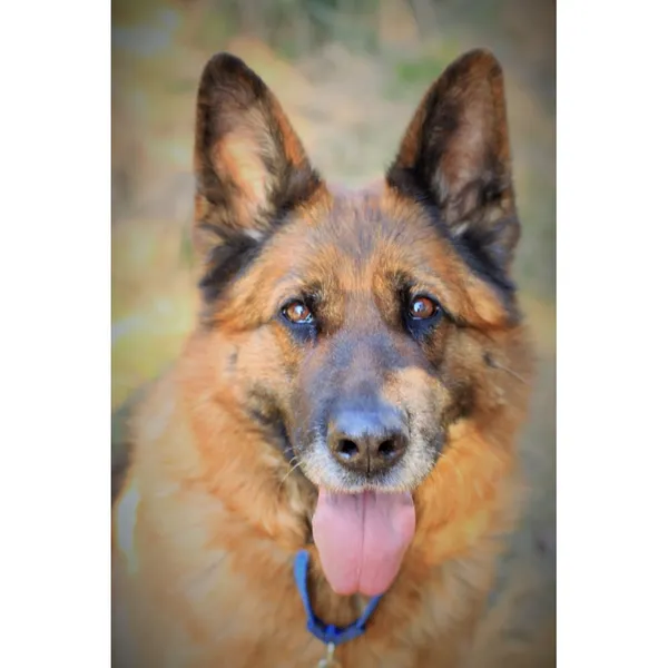 Znaleziono psa, Białystok, 12 lutego 2022 (1/3)