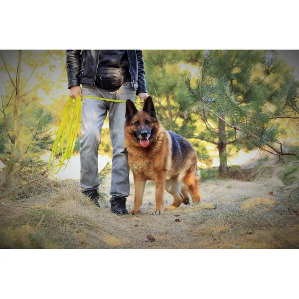 Znaleziono psa, Białystok, 12 lutego 2022 (3/3)