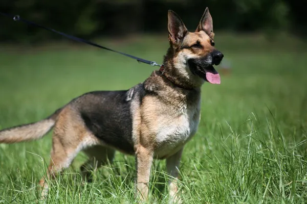 Oddam psa, Wrocław, 25 sierpnia 2020 (1/7)