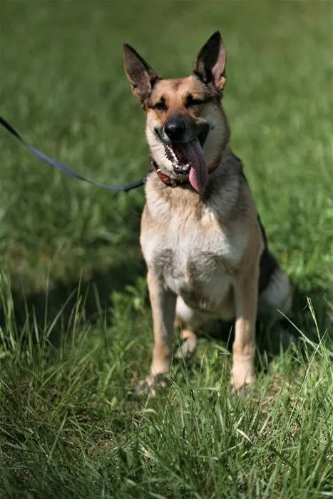 Oddam psa, Wrocław, 25 sierpnia 2020 (2/7)