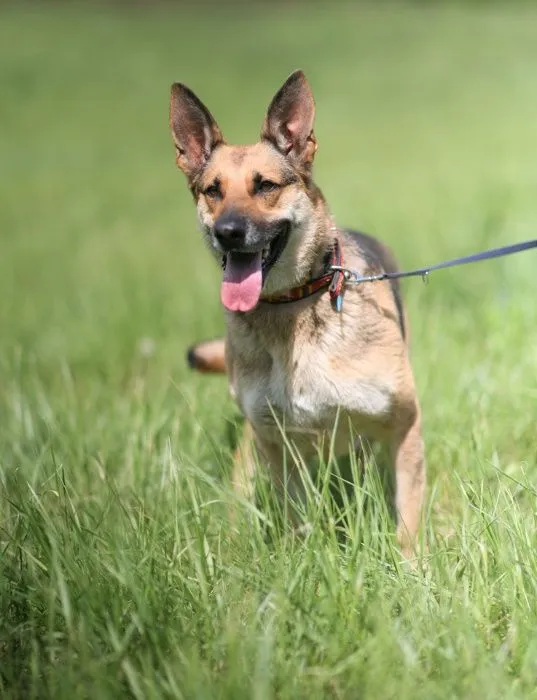 Oddam psa, Wrocław, 25 sierpnia 2020 (3/7)