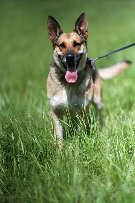 Oddam psa, Wrocław, 25 sierpnia 2020 (4/7)