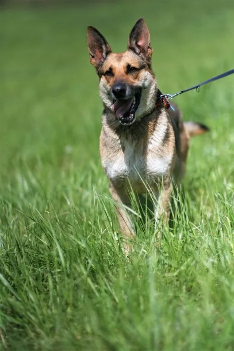 Oddam psa, Wrocław, 25 sierpnia 2020 (5/7)