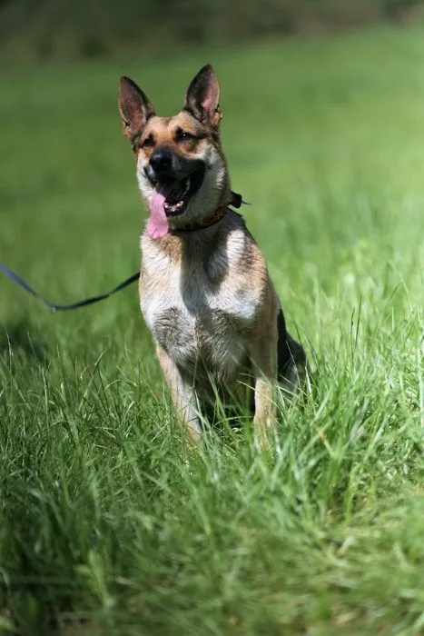 Oddam psa, Wrocław, 25 sierpnia 2020 (6/7)