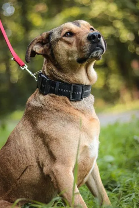 Oddam psa, Wrocław, 13 stycznia 2021 (2/6)