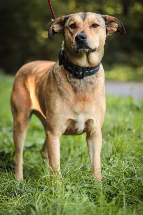 Oddam psa, Wrocław, 13 stycznia 2021 (3/6)