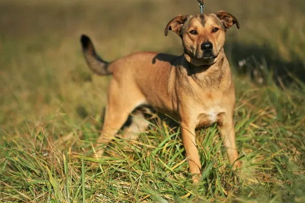 Oddam psa, Wrocław, 13 stycznia 2021 (4/6)