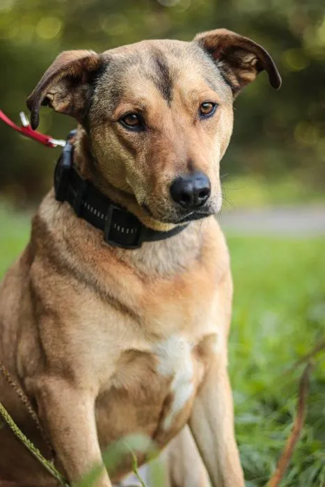 Oddam psa, Wrocław, 13 stycznia 2021 (6/6)