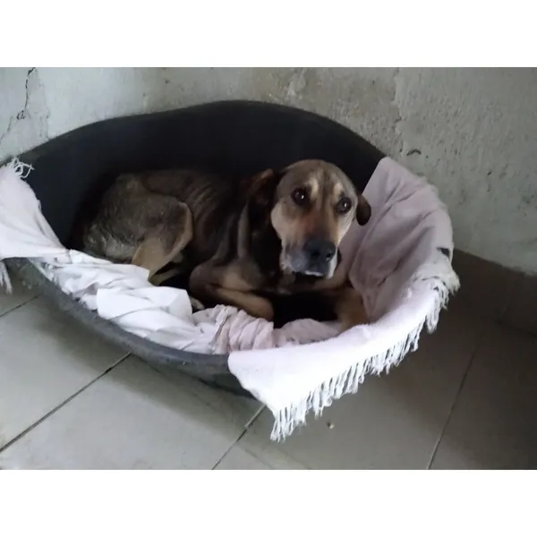 Znaleziono psa, Białystok, 3 czerwca 2022