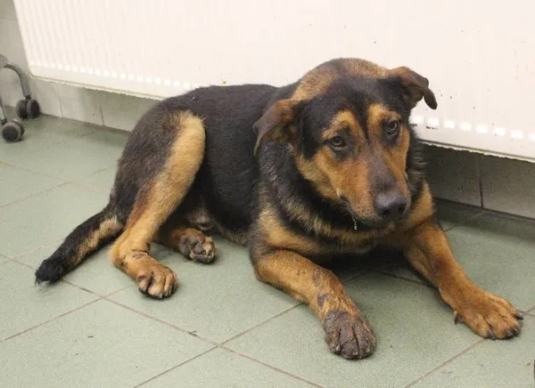 Znaleziono psa, województwo łódzkie, 4 czerwca 2022 (1/4)