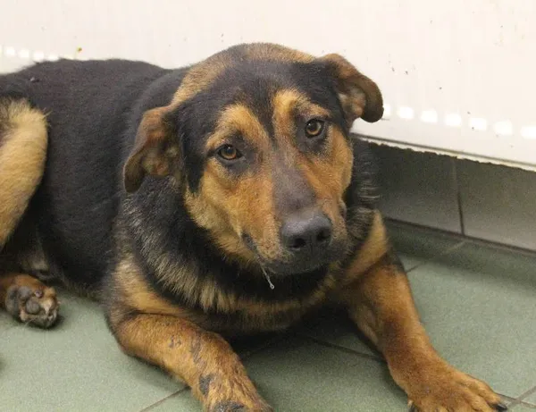 Znaleziono psa, województwo łódzkie, 4 czerwca 2022 (2/4)