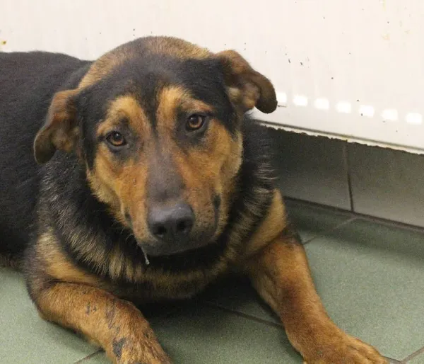 Znaleziono psa, województwo łódzkie, 4 czerwca 2022 (3/4)