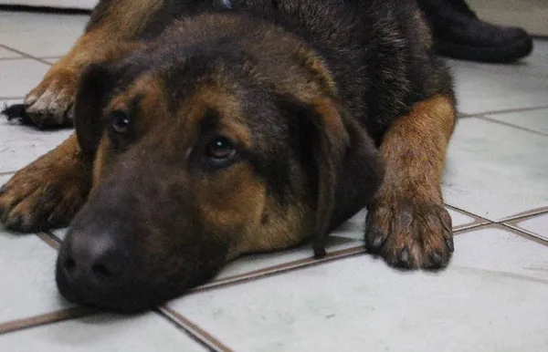 Znaleziono psa, województwo łódzkie, 4 czerwca 2022 (2/4)