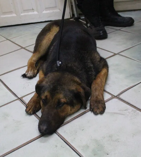 Znaleziono psa, województwo łódzkie, 4 czerwca 2022 (3/4)