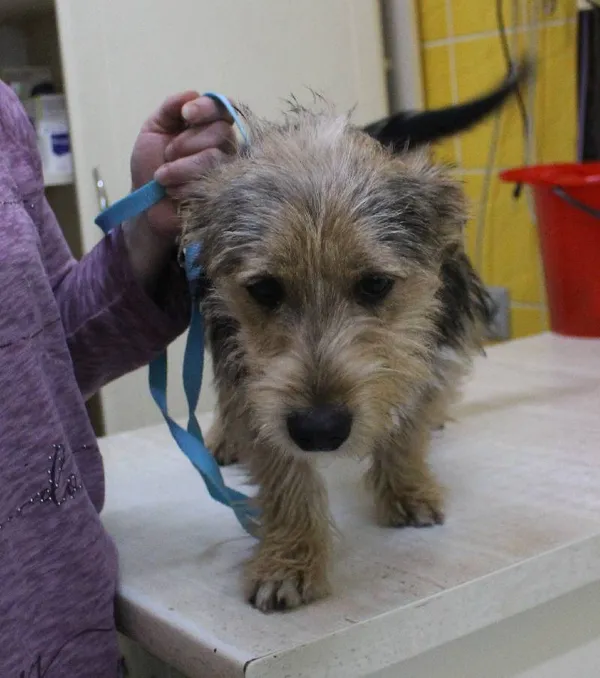 Znaleziono psa, województwo łódzkie, 3 czerwca 2022 (1/6)