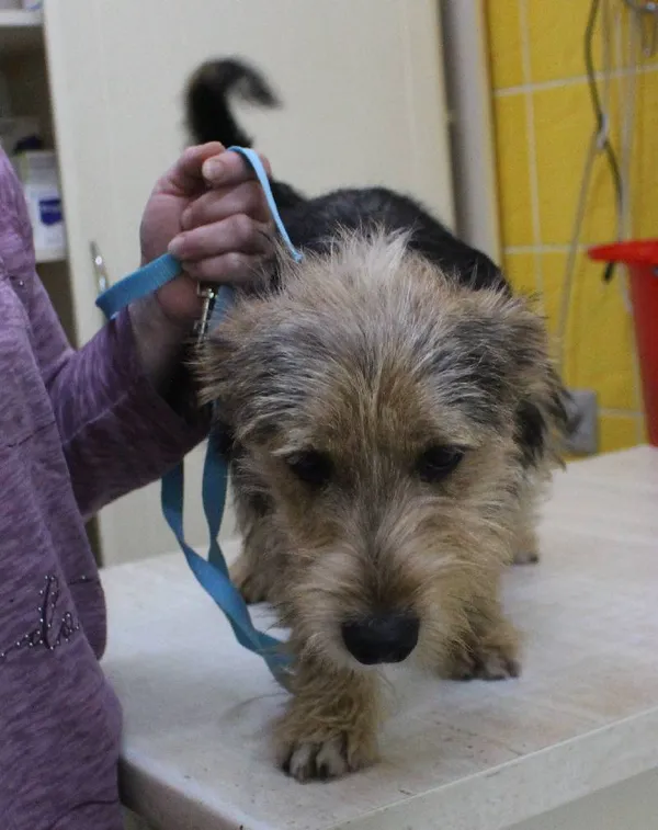 Znaleziono psa, województwo łódzkie, 3 czerwca 2022 (2/6)