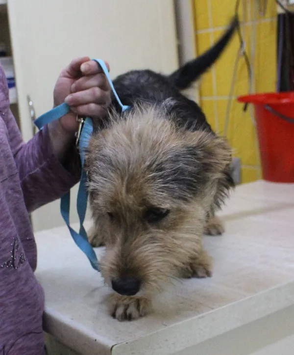 Znaleziono psa, województwo łódzkie, 3 czerwca 2022 (3/6)