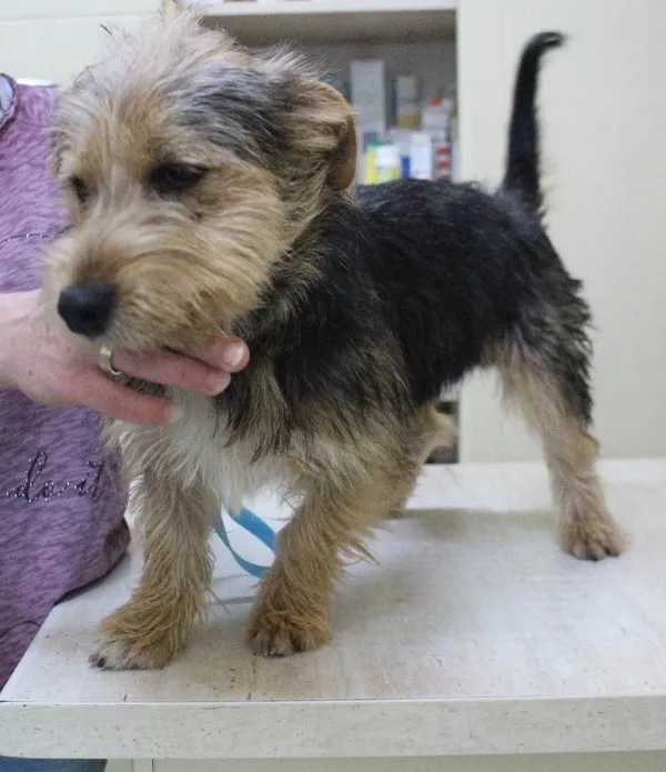 Znaleziono psa, województwo łódzkie, 3 czerwca 2022 (4/6)