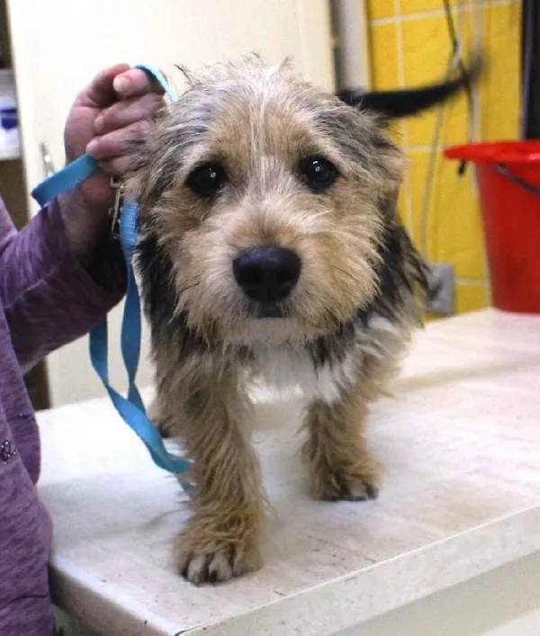 Znaleziono psa, województwo łódzkie, 3 czerwca 2022 (6/6)