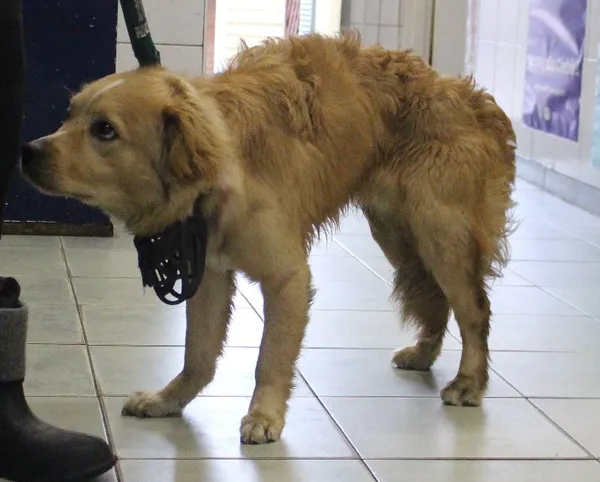 Znaleziono psa, województwo łódzkie, 1 czerwca 2022 (2/5)