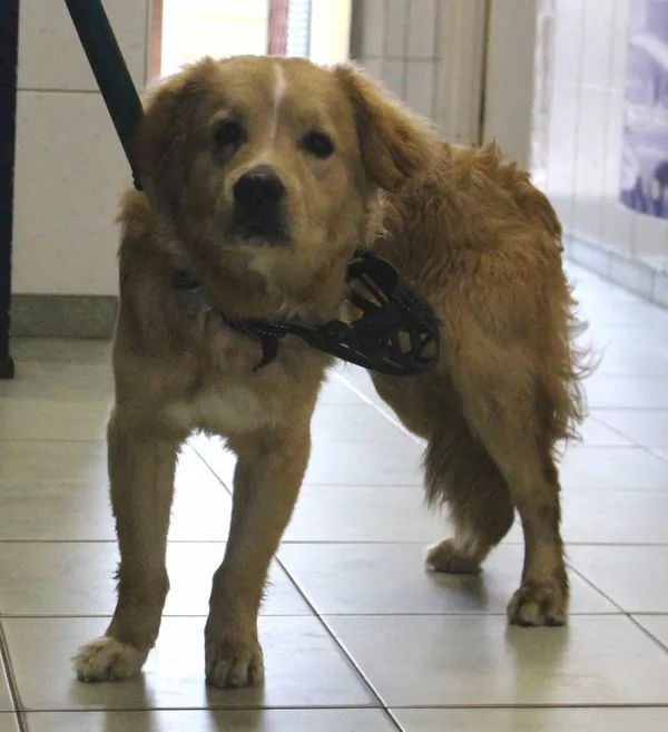 Znaleziono psa, województwo łódzkie, 1 czerwca 2022 (5/5)