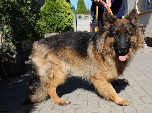 Znaleziono psa, województwo łódzkie, 31 maja 2022 (2/7)