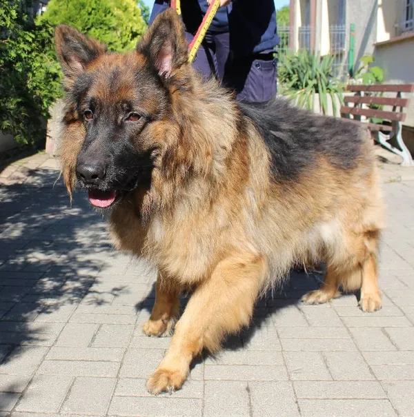 Znaleziono psa, województwo łódzkie, 31 maja 2022 (4/7)