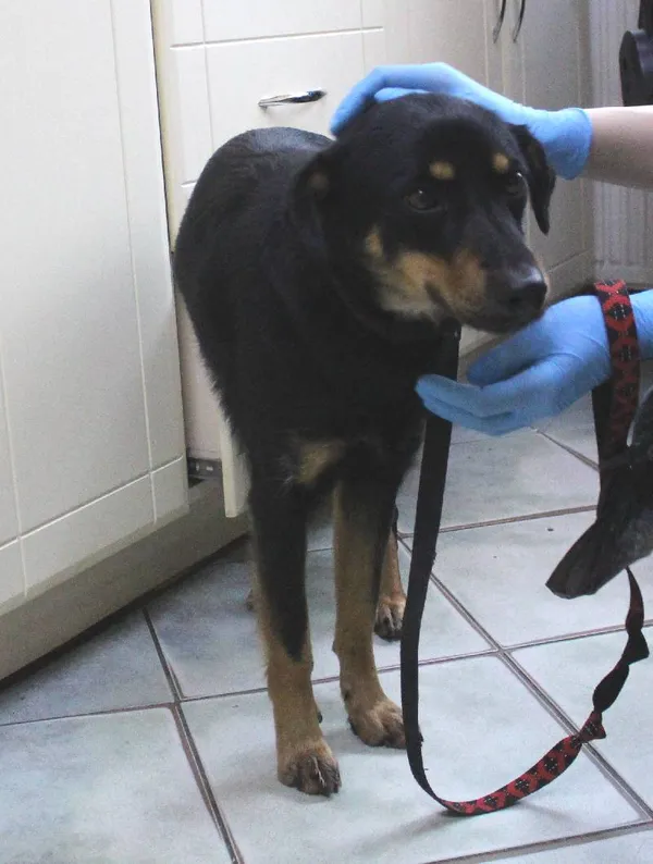 Znaleziono psa, województwo łódzkie, 30 maja 2022 (1/5)