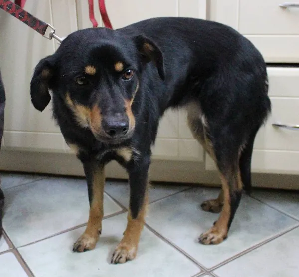 Znaleziono psa, województwo łódzkie, 30 maja 2022 (3/5)