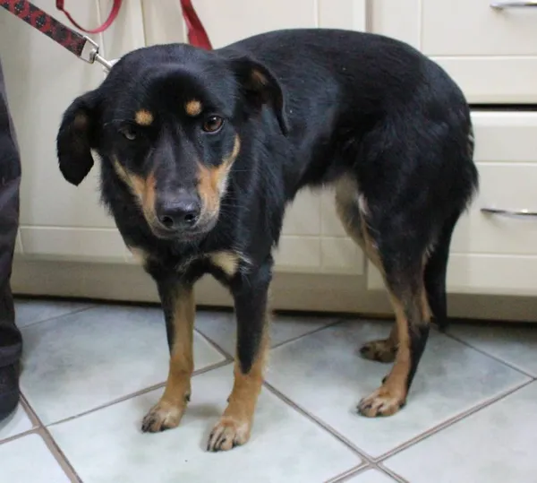 Znaleziono psa, województwo łódzkie, 30 maja 2022 (5/5)