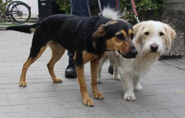 Znaleziono psa, województwo łódzkie, 29 maja 2022 (2/5)