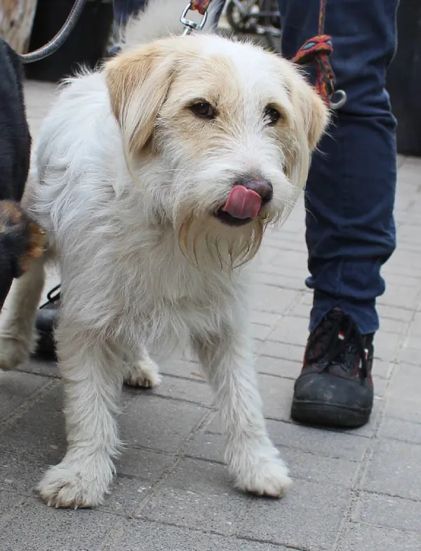 Znaleziono psa, województwo łódzkie, 29 maja 2022 (3/5)