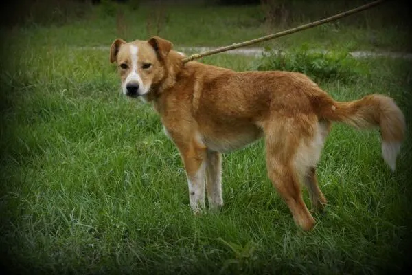 Oddam psa, województwo łódzkie, 18 listopada 2019 (1/6)