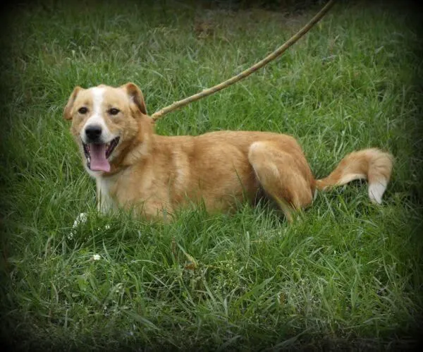 Oddam psa, województwo łódzkie, 18 listopada 2019 (2/6)