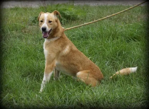 Oddam psa, województwo łódzkie, 18 listopada 2019 (3/6)