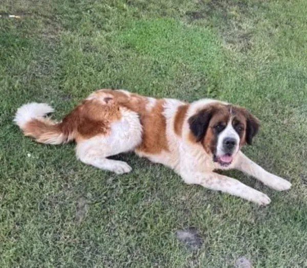 Oddam psa, województwo pomorskie, 16 lutego 2022 (5/6)