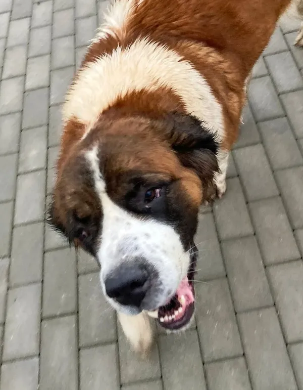 Oddam psa, województwo pomorskie, 16 lutego 2022 (6/6)