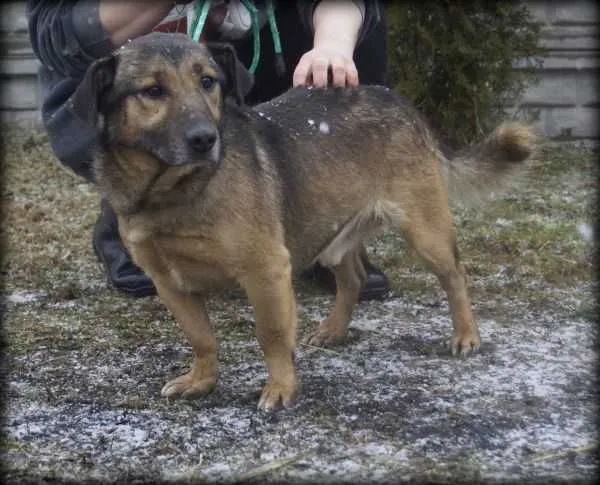 Oddam psa, województwo opolskie, 14 czerwca 2020 (1/8)