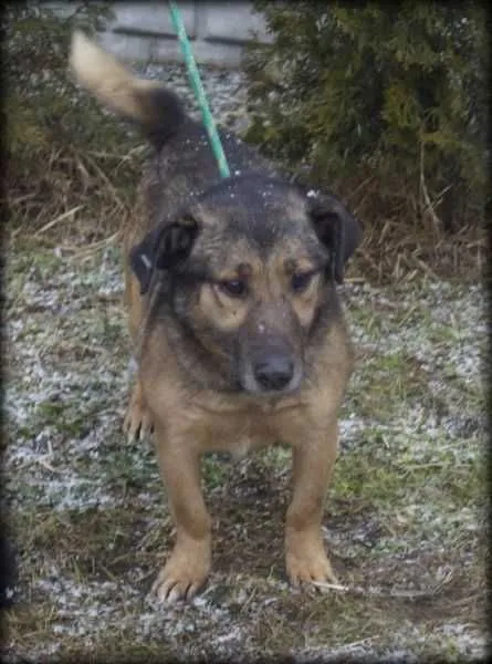 Oddam psa, województwo opolskie, 14 czerwca 2020 (3/8)