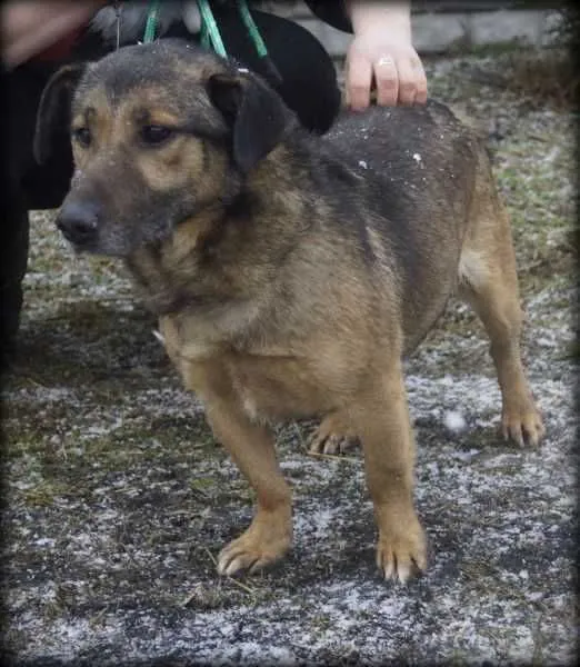 Oddam psa, województwo opolskie, 14 czerwca 2020 (5/8)