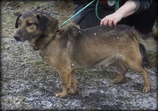 Oddam psa, województwo opolskie, 14 czerwca 2020 (7/8)