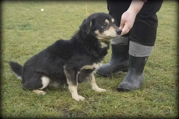 Oddam psa, Kamieńsk, 11 stycznia 2022 (2/7)