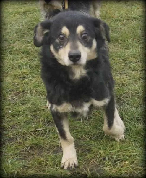 Oddam psa, Kamieńsk, 11 stycznia 2022 (3/7)