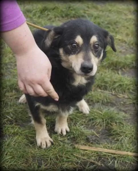 Oddam psa, Kamieńsk, 11 stycznia 2022 (6/7)