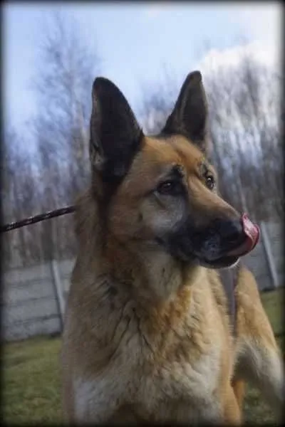 Oddam psa, Poznań, 6 października 2021 (3/8)